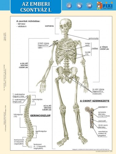 Az emberi csontváz I-II. DUO tanulói munkalap- Scheletul omului I-II. DUO fisă de studiu