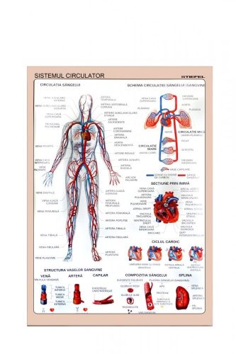 Sistemul Circulator - planșă de perete