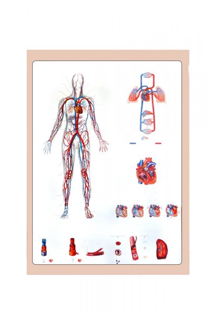 Sistemul circulator (cardiovascular) – Pagina de Nursing