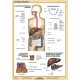 Sistemul Digestiv - planșă de perete